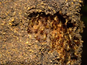Termites du genre Nasutitermes    